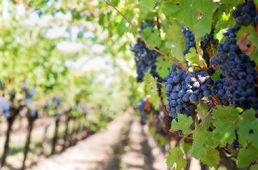 Winemakers produce wine by following the process of winemaking from grape to bottle. 